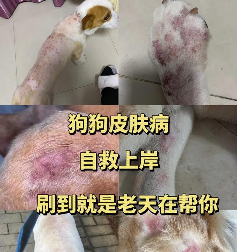 治疗狗狗皮肤病需要专业医生，不要私自用药（保护宠物健康，避免皮肤病加重）