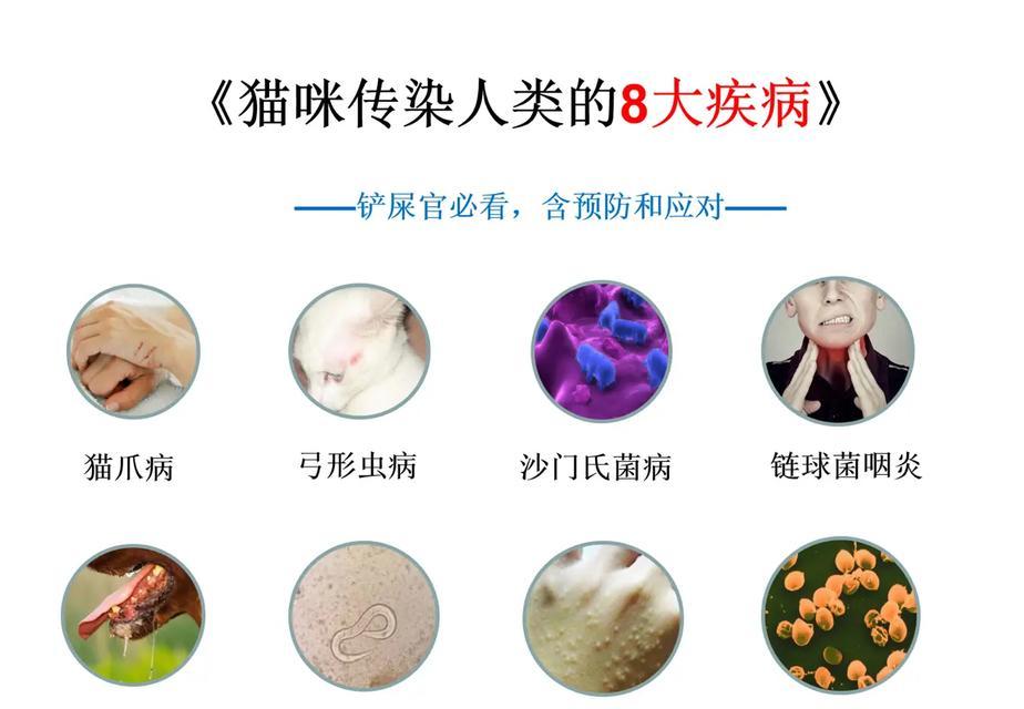 揭秘养猫8大智商税（探究铲屎官们不得不为之买单的养猫费用）