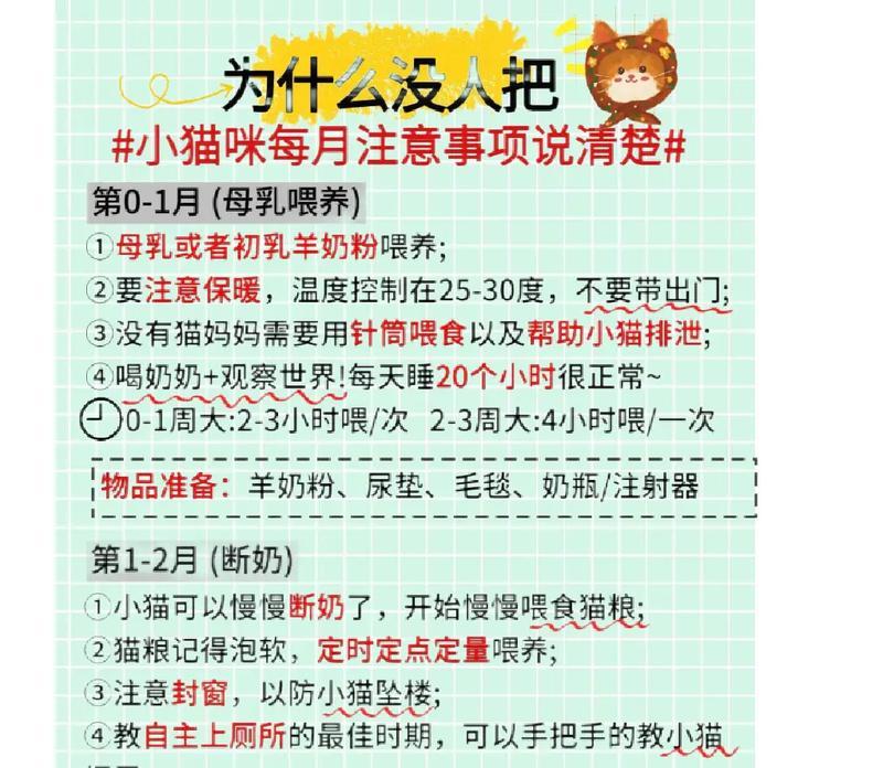 养小奶猫的6个关键点，赶快收藏！（养小奶猫的必备知识，为你打造贴心指南）