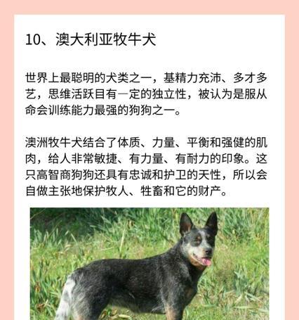 如何养好一只边境牧羊犬？（从养育环境到日常训练，打造一只健康快乐的宠物伙伴）