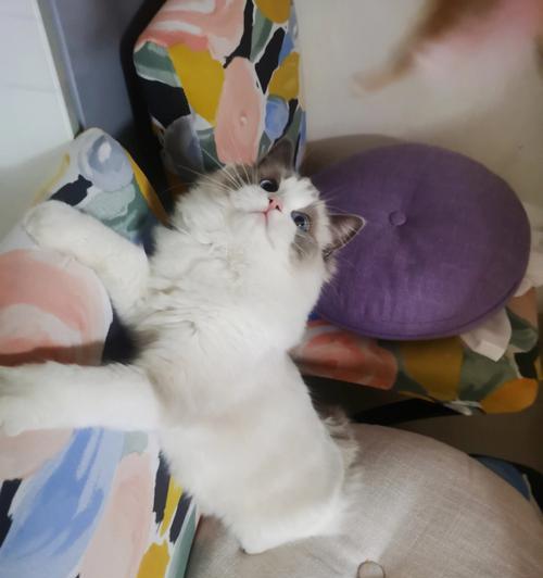 如何科学喂养布偶猫？（布偶猫的饮食需求与注意事项）