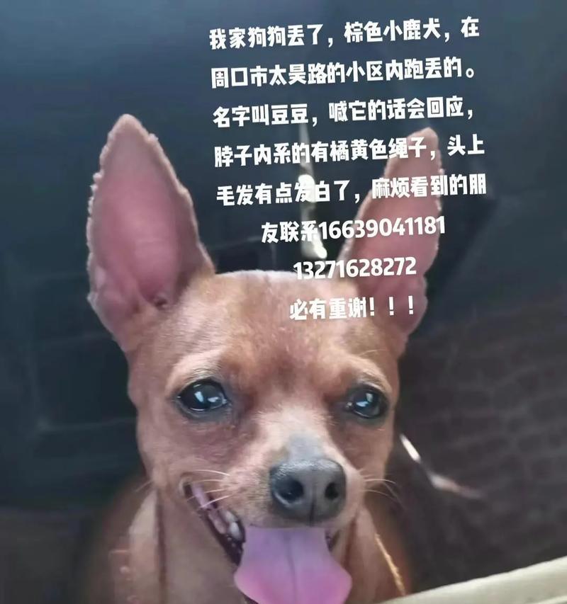 小鹿犬价格及是否适合养殖（了解小鹿犬价格，决定是否适合养殖）