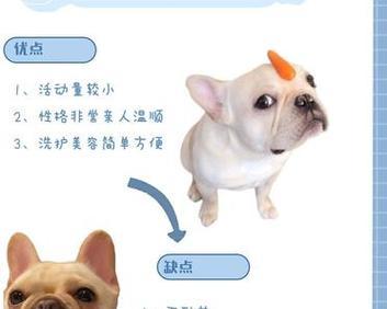 养法斗的优缺点（了解法斗之前，先了解它的优势与劣势）