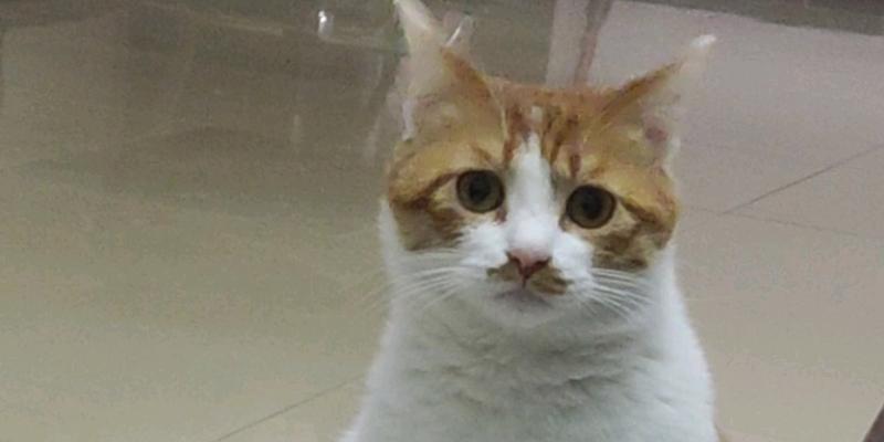 猫咪的体重焦虑（探究猫咪肥胖问题以及预防方法）