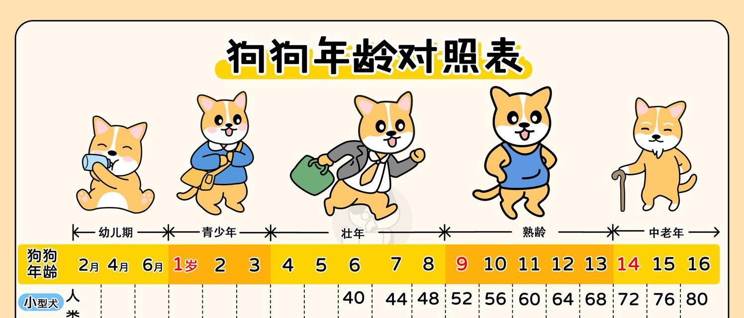 狗狗年龄对照表（从岁月留痕看狗狗的岁数，揭开寿命之谜）