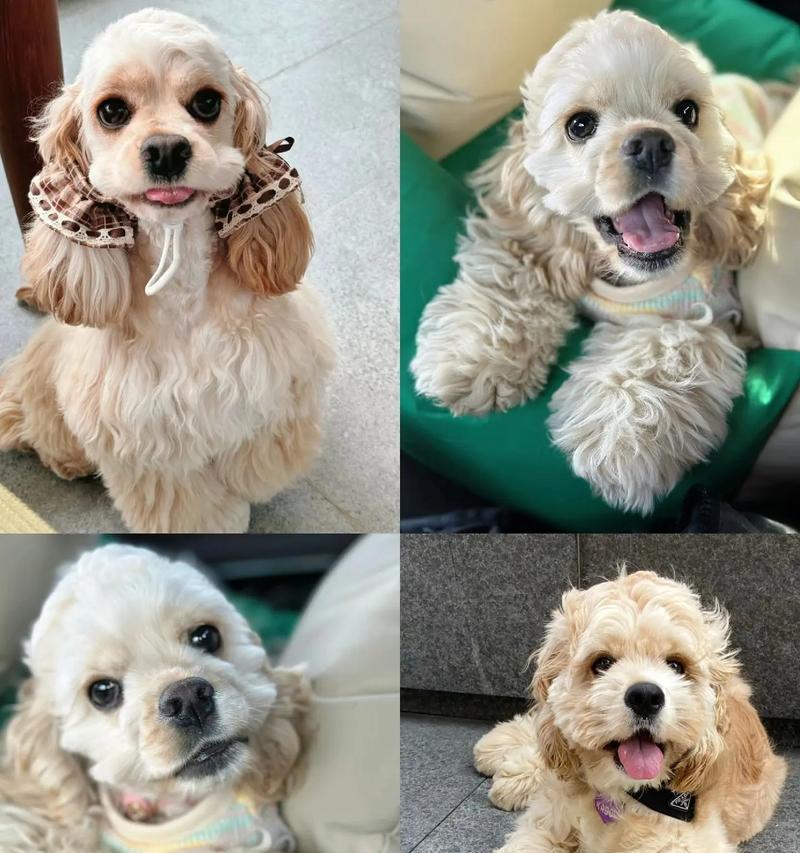可卡犬的价格和长毛护理指南（了解可卡犬价格及长毛护理的技巧，帮你打造健康可爱的毛茸宠物）