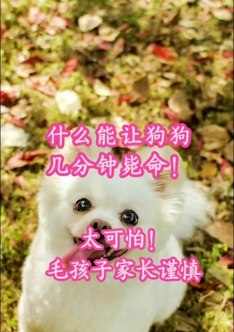 狗狗也会中暑吗？如何救治中暑的狗狗？（狗狗中暑的症状和原因，救治中暑的关键措施）