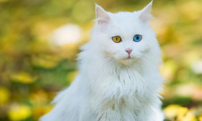 最值得养的6种猫，便宜好养乖巧（选择这些品种，省心又省钱）