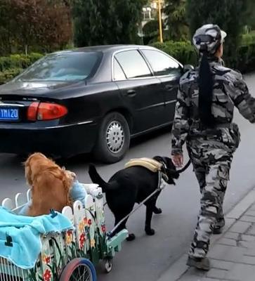 如何正确投喂拉布拉多犬（关注六点，给你的拉拉健康饮食）