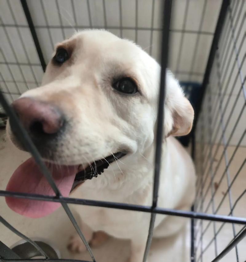 拉布拉多犬价格揭秘（探索拉布拉多犬价格的变化趋势与因素）