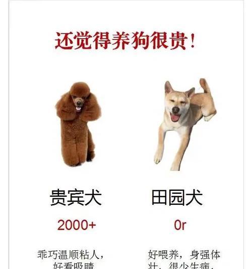省钱养狗的必备平替物品（节约开支，仍能为宠物提供优质生活的关键在于选择适宜的养狗用品）