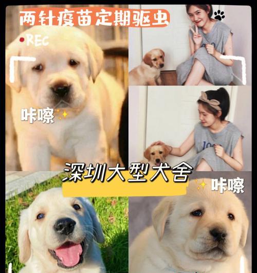 掌握正确的投喂方式，让你的拉布拉多健康成长（为你的宠物选择适当的食物，控制饮食量和饮食频率）