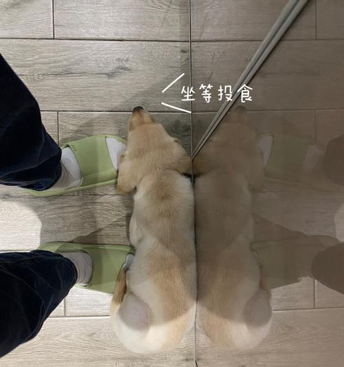 科学喂养拉布拉多，告别乱投食（揭秘拉布拉多每日饮食规律，以及主人关键要掌握的常识）