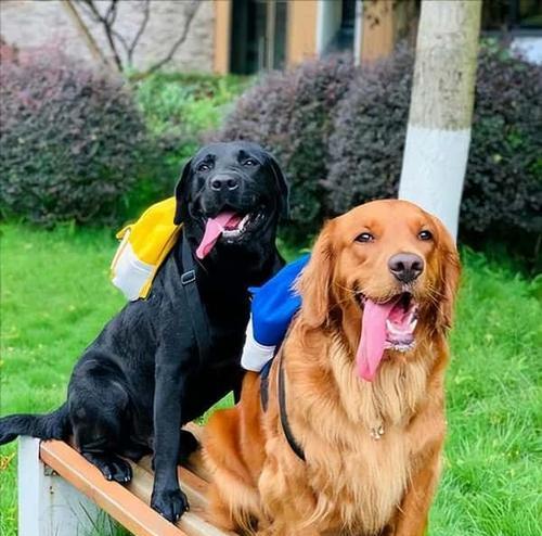 拉布拉多犬价格贵的原因（探究拉布拉多犬价格高的背后原因）