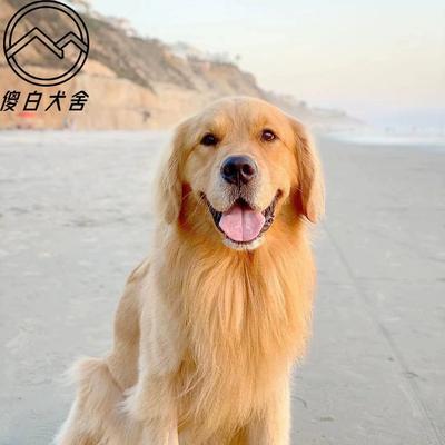 探秘纯种拉布拉多犬的特征与气质