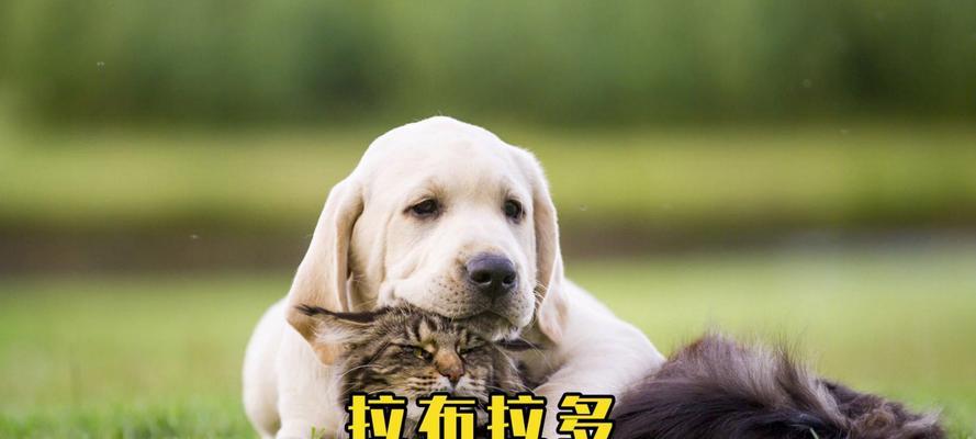 养狗的最佳选择（探索拉布拉多犬的魅力与优势，为您带来更美好的养狗体验）