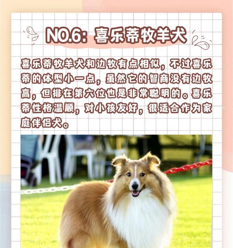 边境牧羊犬——智商排名第一的饲养选择（如何选择一只智商高的边境牧羊犬）