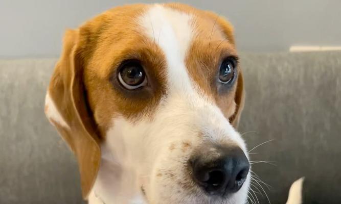比格犬的饮食需要注意什么？（比格犬的食物种类和营养需求一览）
