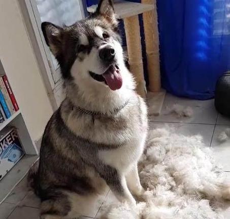 新手养阿拉斯加的注意事项（打造一个幸福的阿拉斯加犬家庭）