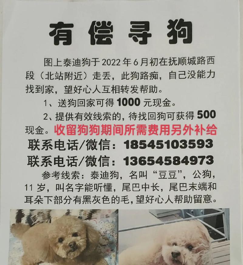 2022年泰迪价格暴涨，养泰迪幼犬需谨慎选择（泰迪幼犬市场火爆，饲养者需做好准备）