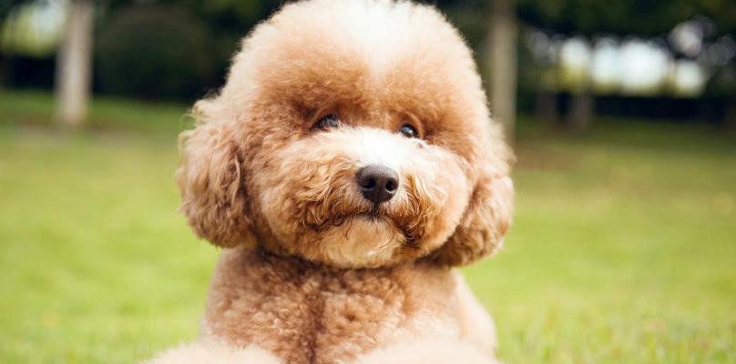 如何正确挑选纯种的泰迪犬？（选择健康活泼的泰迪犬，让它成为您的理想宠物伴侣）