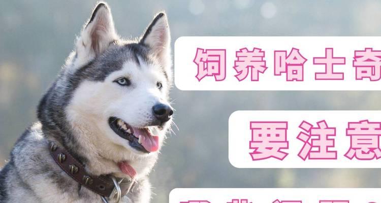 哈士奇饲养全指南（了解哈士奇饲养的注意事项，让你的宠物健康快乐）