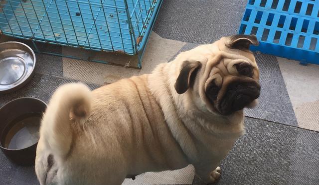 迷人的巴哥犬（探索巴哥幼犬的价格趋势及其成为家庭伴侣犬的原因）