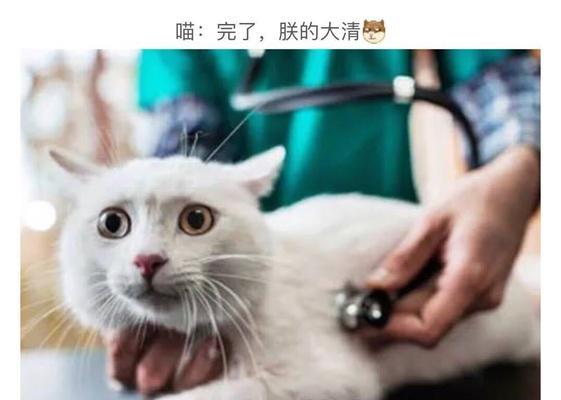 喵星人的正确喂养方式（养猫必知的喂食技巧，让喵星人健康成长）