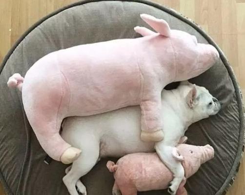 了解狗狗怀孕的症状与饮食需求（详解狗狗怀孕期间的症状以及相应饮食安排）