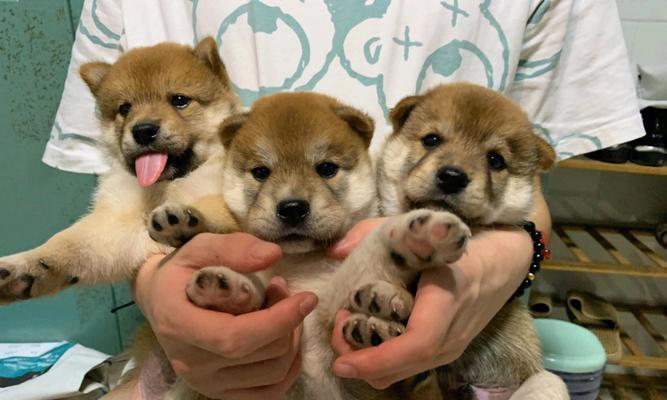 养柴犬到底要花多少钱？（以“什么家庭啊，就敢养我？”饲养柴犬成本分析）
