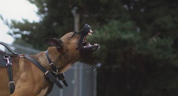 马犬饲养的6大禁忌，千万别犯！（马犬饲养中需警惕的错误行为）