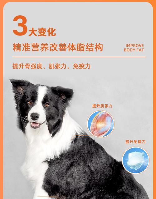 边牧美毛养护指南（解决边牧毛发粗糙的秘诀）