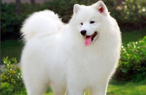 解析萨摩耶犬的品种（探讨萨摩耶犬的多样性及其区分方式）