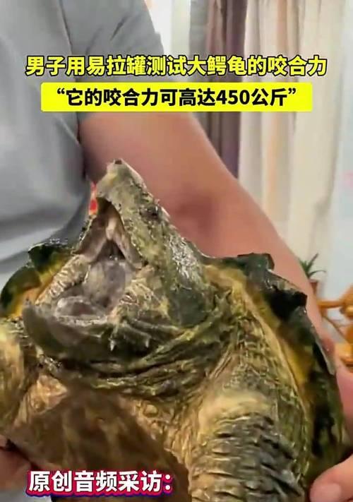 鳄龟咬合力接近孟加拉虎？为什么它不适合做宠物？（了解鳄龟的咬合力，保护宠物和人类的安全）