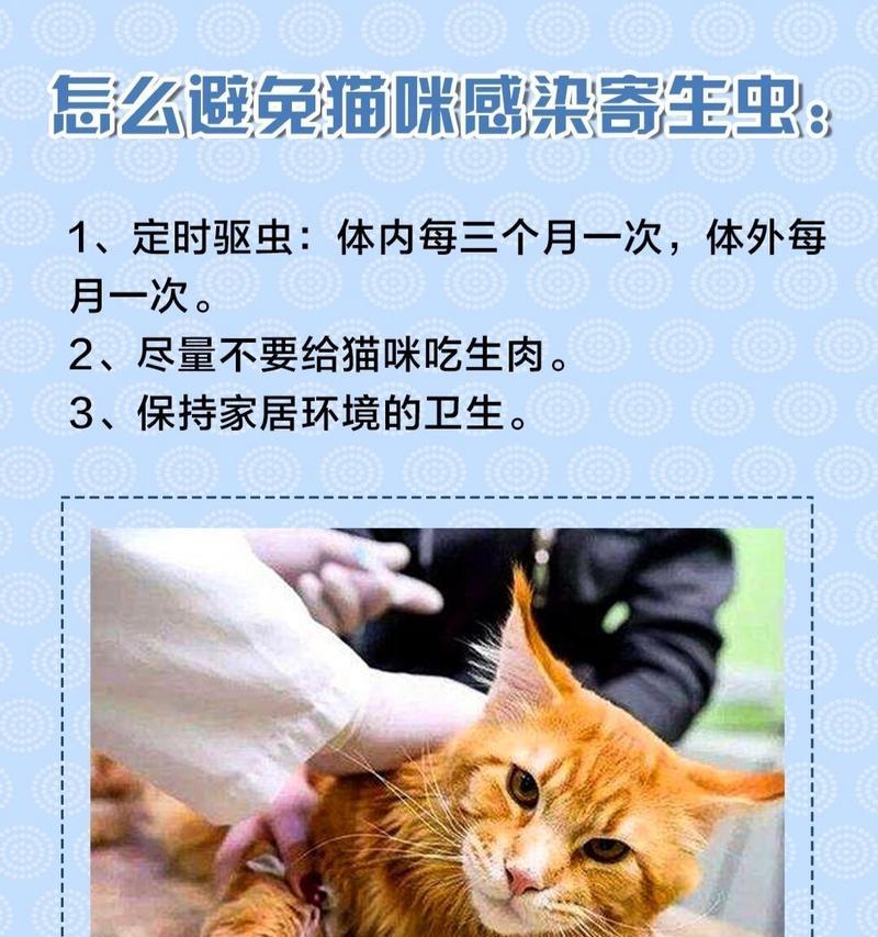 探索猫咪一生的五个阶段（你家猫咪处于哪个时期？-猫咪成长）
