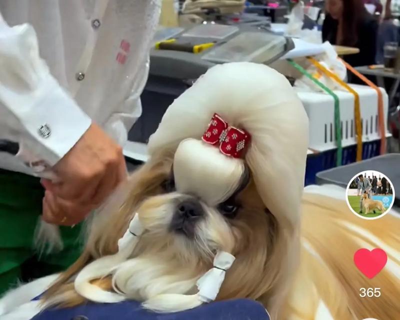 养好西施犬的小秘密（打造健康快乐的宠物生活）