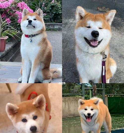 秋田犬的日常饮食需求揭秘（成年秋田犬每天需要摄入的狗粮量及关键因素）
