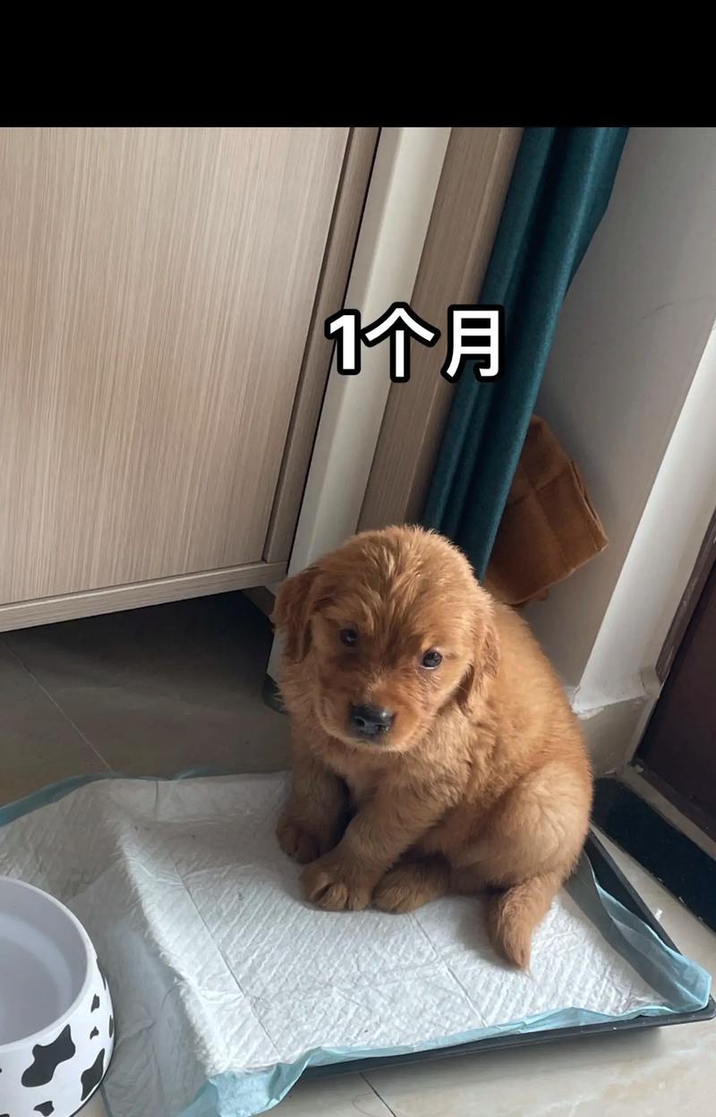 养金毛犬的生活变化（一只金毛犬的陪伴带来的快乐与挑战）