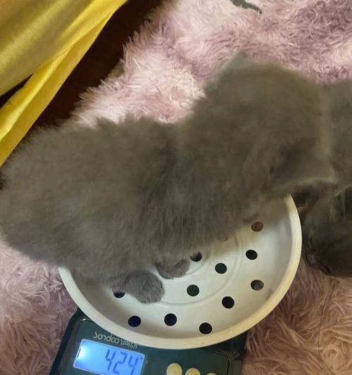 揭秘猫咪的身材体重焦虑（猫咪的体形困扰和减重秘诀）