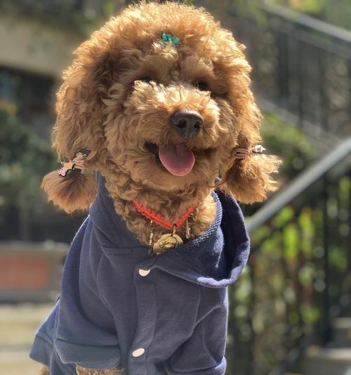 泰迪幼犬喂食指南（健康成长从饮食开始）