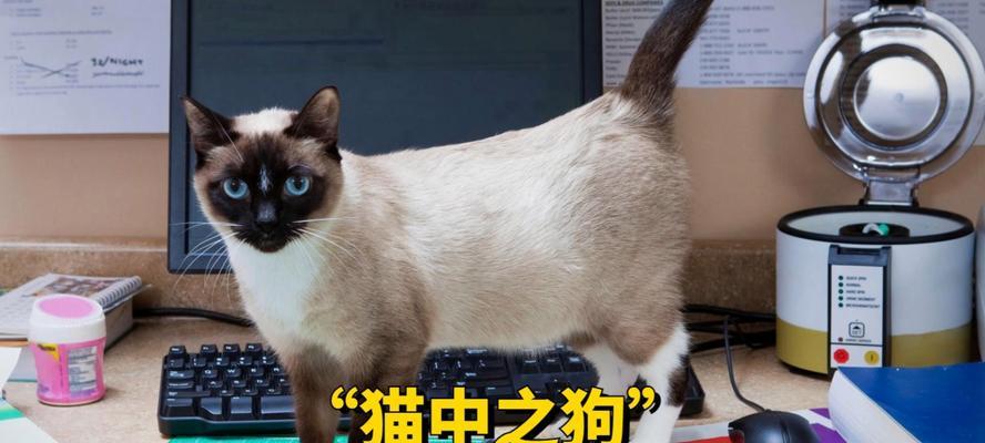 暹罗猫为什么会呕吐食物？（探究暹罗猫呕吐食物的原因和解决方法）