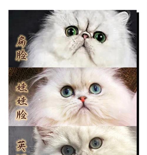 波斯猫和金吉拉猫的区别（探索两种猫咪的不同特点及宠物选择的关键因素）