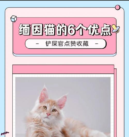缅因猫价格与城市地位的关系（不同级别的缅因猫售价高低原因剖析）
