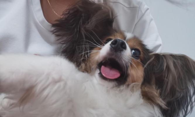 解决蝴蝶犬挑食的方法（如何让你的蝴蝶犬爱上吃饭）