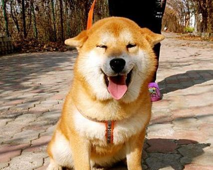 柴犬（探究柴犬热背后的原因以及其引人入胜的优点）