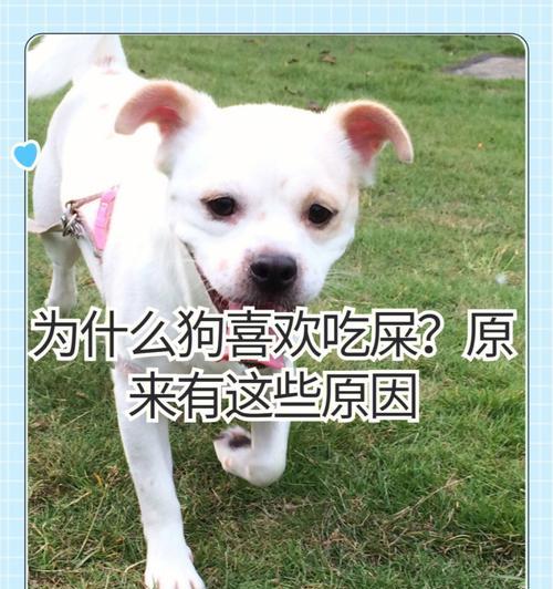 为什么狗狗不能喝牛奶？（探究狗狗不宜饮用牛奶的三大理由）