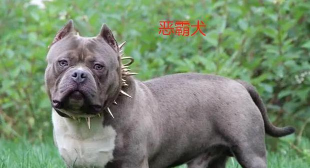 揭开恶霸犬的真面目——不凶恶的狗狗（以善意看待恶霸犬，发现它们的可爱一面）