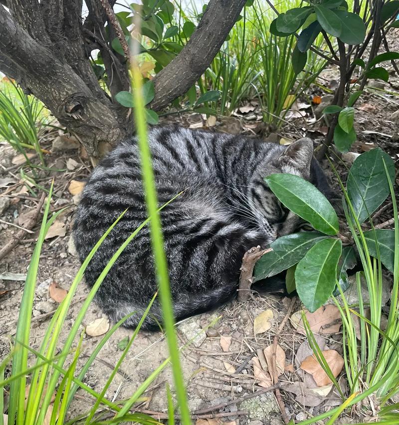 狸花猫（探索狸花猫的市场价格及科学喂养指南）