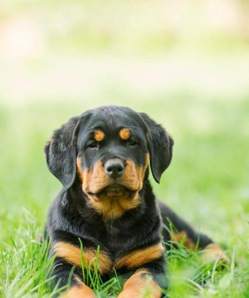 如何正确喂养瘦弱的罗威纳犬（解决罗威纳太瘦问题的实用指南）