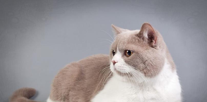 英国短毛猫脚爪修理的注意事项（为你的英国短毛猫提供正确的脚爪修理）